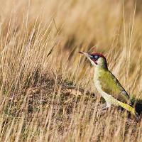 Green Woodpecker on Ant Nest 